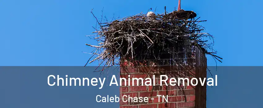 Chimney Animal Removal Caleb Chase - TN