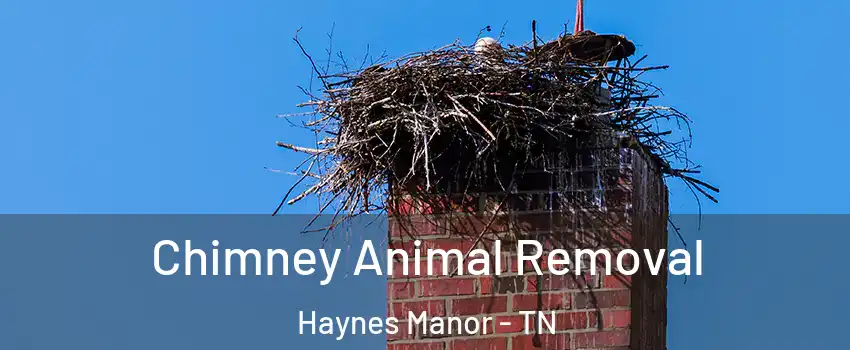 Chimney Animal Removal Haynes Manor - TN