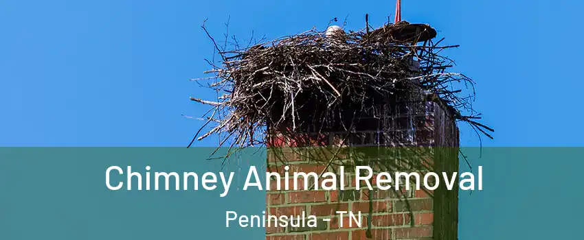 Chimney Animal Removal Peninsula - TN