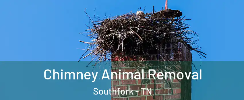 Chimney Animal Removal Southfork - TN