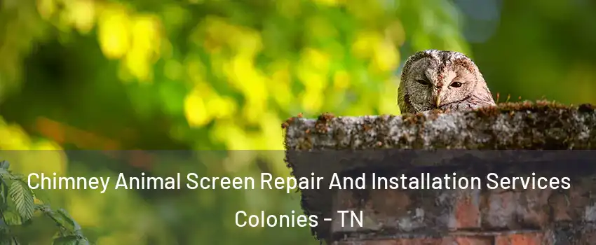 Chimney Animal Screen Repair And Installation Services Colonies - TN